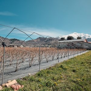 Le piante di mirtillo dell’azienda agricola Stefano Cavallo. Sullo sfondo la Bisalta.