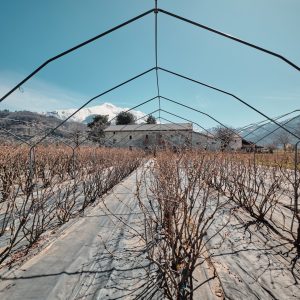 Le piante di mirtillo dell’azienda agricola Stefano Cavallo.