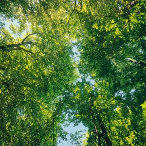 Il progetto LIFE ClimatePositive punta a migliorare i cosiddetti “servizi ecosistemici”: tutti quei benefici che l’essere umano trae dalla natura, dalla produzione di legname alla regolazione del clima, passando per le attività educative e ricreative.