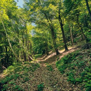 L’obiettivo del progetto è superare una gestione del bosco sbilanciata sul valore economico del legname, favorendo un equilibrio tra funzioni ambientali, sociali e produttive.