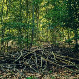 Gli interventi di taglio e manutenzione rendono il bosco meno fitto: così è più accessibile e anche più sicuro in caso di incendio.