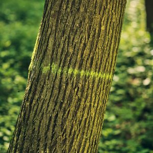 Walden srl progetta gli interventi di LIFE ClimatePositive scegliendo quante e quali piante tagliare per tutelare al massimo la biodiversità. Le piante segnate sono quelle da non tagliare.