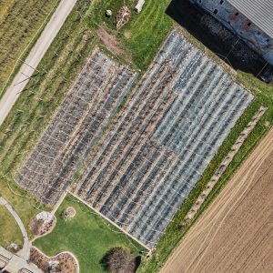 Una vista dall’alto di alcuni dei campi di mirtillo dell’azienda agricola Stefano Cavallo, che fa parte della sperimentazione del progetto Guardians.